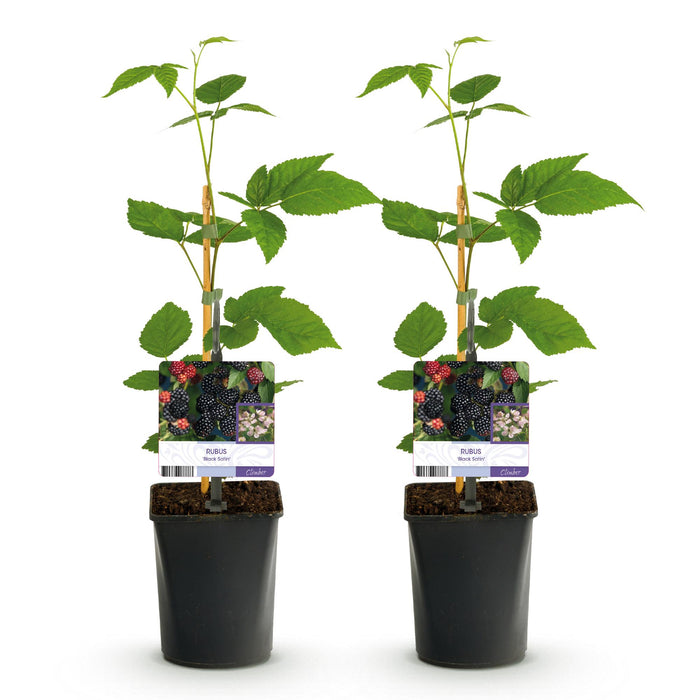 Fruitplant - Braam - Rubus Black Satin - Zwarte Braam - Doornloos - 2 planten -  Pot 11cm Hoogte 40cm