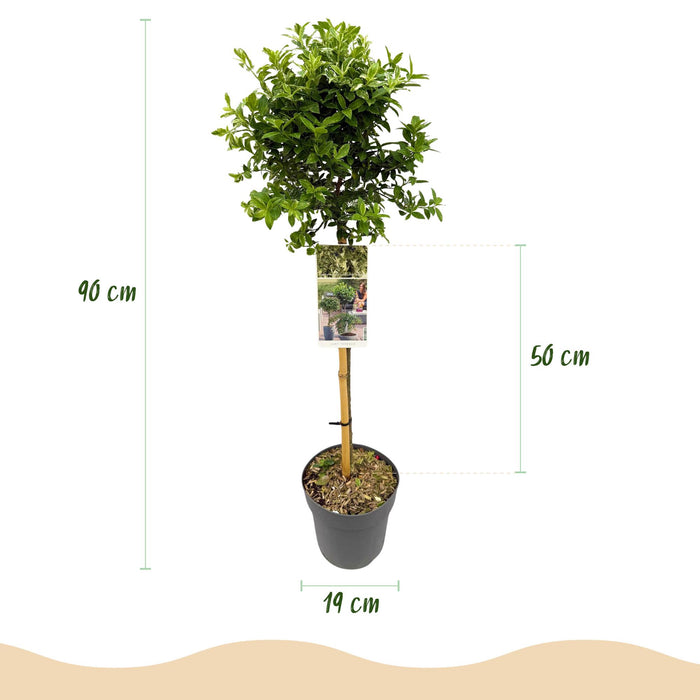 Tuinplant - Euonymus fortunei Harlequin - Plant op stam - Terras Plant - Bladhoudend - Weinig Onderhoud - Pot 19cm Hoogte 90cm