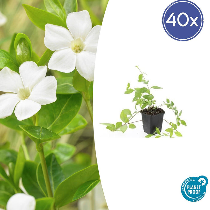 Vinca major 'Alba' - Grote Maagdenpalm - ↕10-25cm - Ø9cm - 40x