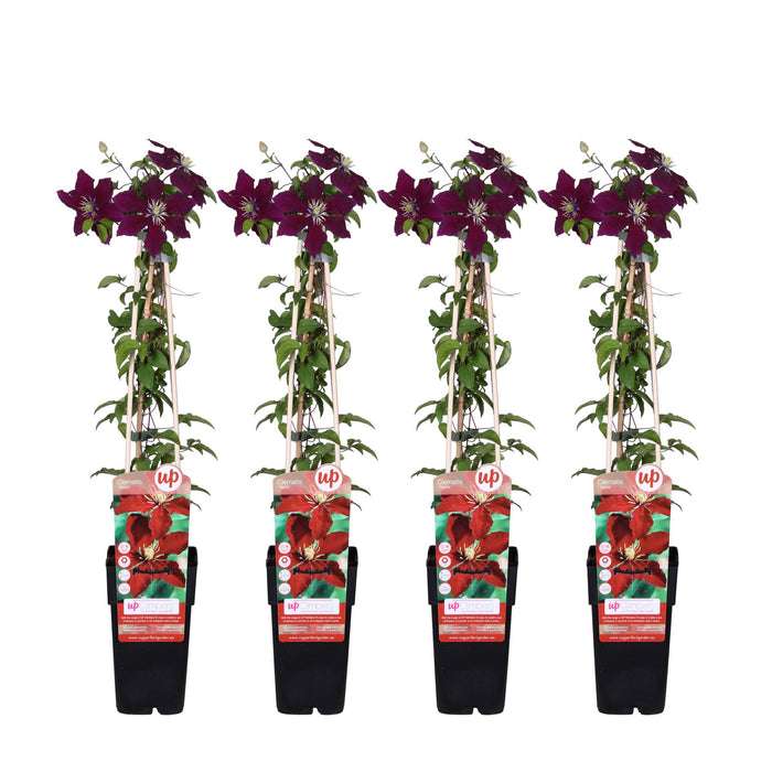 Clematis Niobe - ↕65cm - Ø15cm - 4x