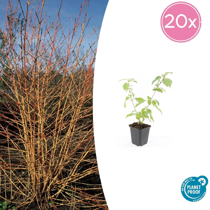 Cornus sanguinea 'Anny's Winter Orange' - ↕10-25cm - Ø9cm - 20x