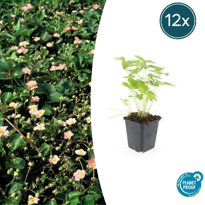 Fragaria Vesca - Bosaardbei - ↕10-25cm - Ø9cm - 12x