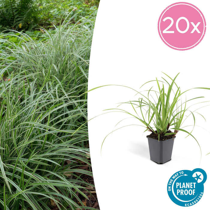 Carex morrowii 'Ice Dance' - Zegge - ↕10-25cm - Ø9cm - 20x