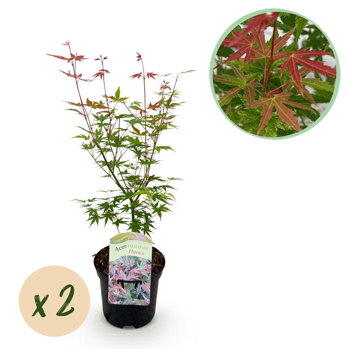 Terrasplant - Japanse Esdoorn - Acer palmatum Phoenix - Roze - 2 Planten - Bladverliezend - ↕70cm - Ø19cm