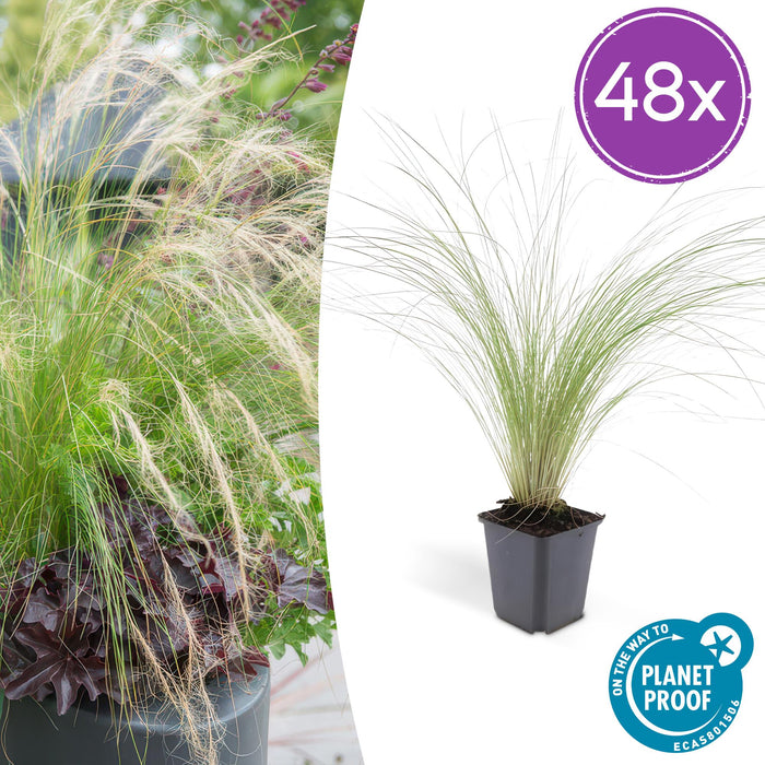 Stipa tenuissima 'Ponytails' - ↕10-25cm - Ø9cm - 48x