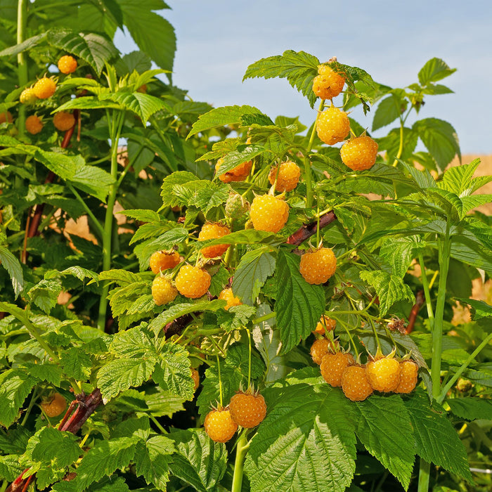 Fruitplant - Framboos - Rubus idaeus Fallgold  - Gele Framboos - 2 planten -  Pot 11cm Hoogte 40cm