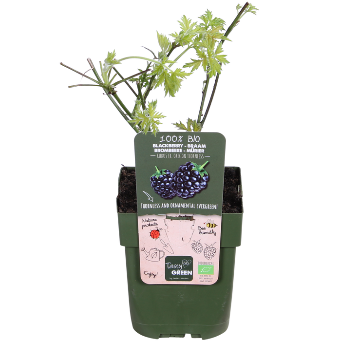 Rubus Fruticosus 'Thornless Evergreen' - Doornloze Braam - ↕45cm - Ø13cm