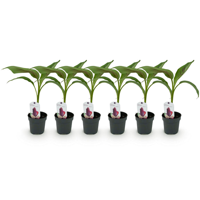 Fruitplant - Bananen plant - Musa sikkemensis Red Tiger - Winterhard - 6 planten - Pot 12cm Hoogte 30cm