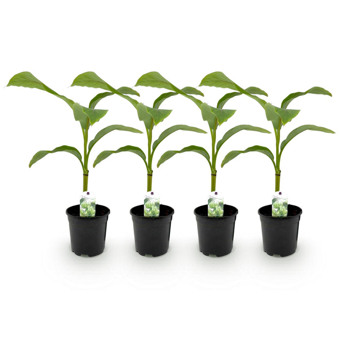 Fruitplant - Bananen plant - Musa Basjoo - Winterhard - 4 planten - Pot 17cm Hoogte 40cm