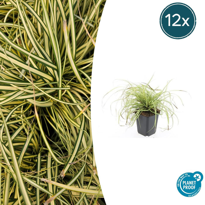 Carex oshimensis 'Evergold' - Zegge -↕10-25cm - Ø9cm - 12x