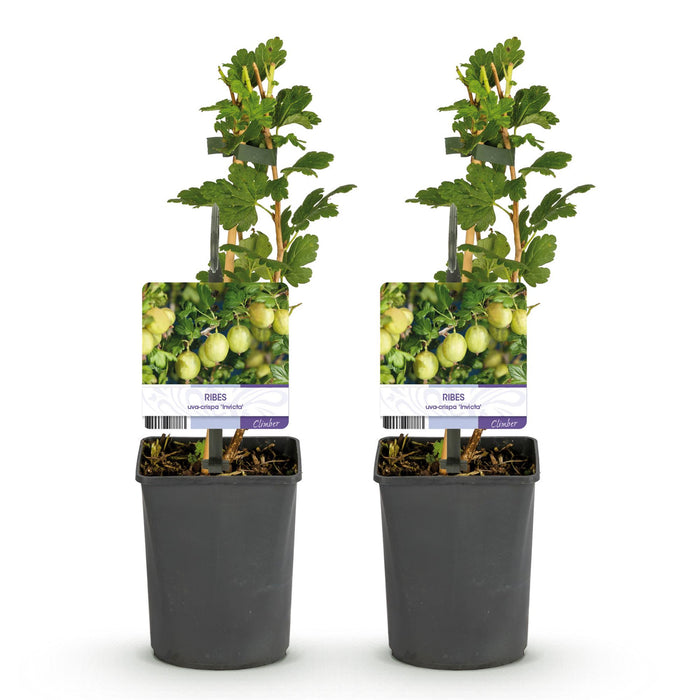 Fruitplant - Kruisbes - Ribes uva-crispa Invicta - Groene Bes - 2 planten -  Pot 11cm Hoogte 40cm