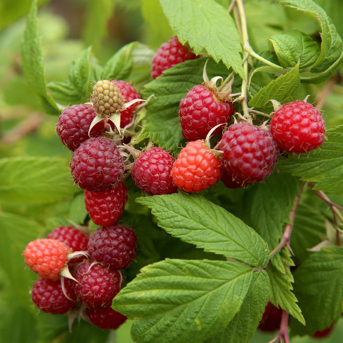 Fruitplant - Framboos - Rubus idaeus Autumn Bliss  - Rode Framboos - 2 planten -  Pot 11cm Hoogte 40cm