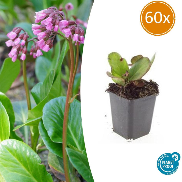 Bergenia cordifolia 'Herbstblüte' - Schoenlappersplant - ↕10-25cm - Ø9cm - 60x