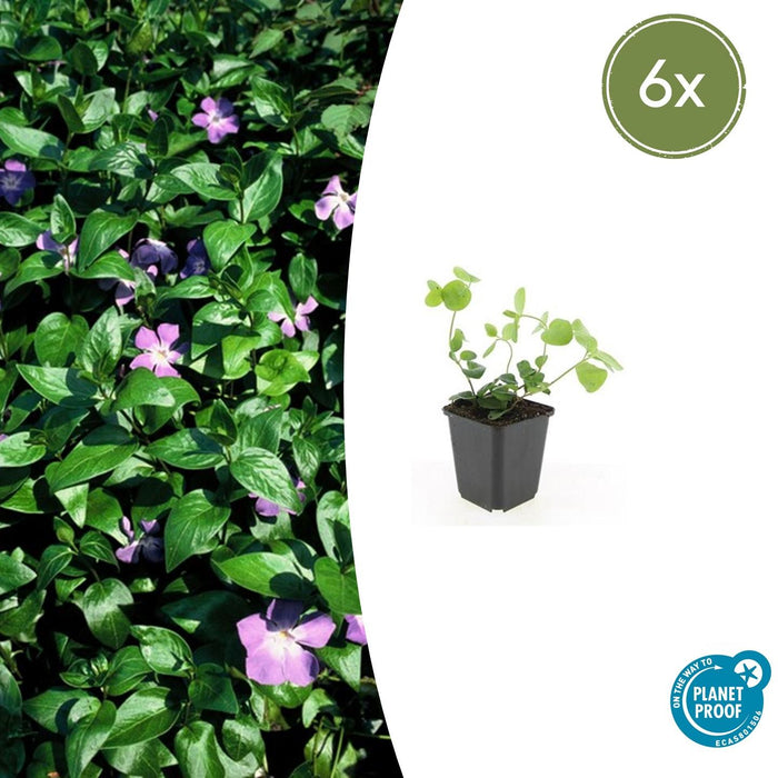 Vinca major - Grote Maagdenpalm - Bodembedekker - 6x - ↕10-25cm - Ø9cm