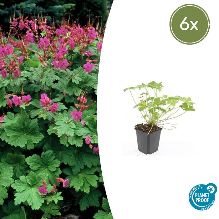Geranium macrorrhizum 'Czakor' - ↕10-25cm - Ø9cm - 6x