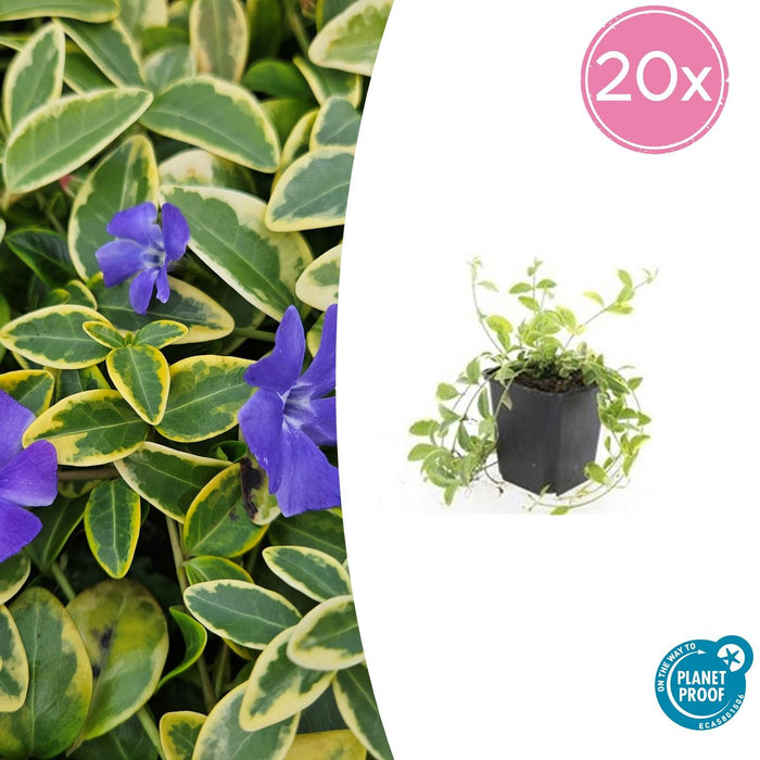 Vinca minor 'Aureovariegata' - Kleine Maagdenpalm - ↕10-25cm - Ø9cm - 20x