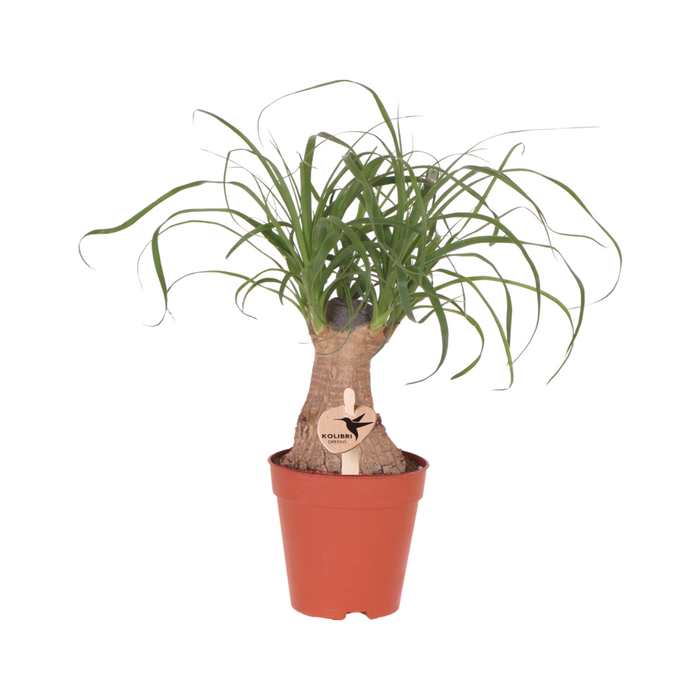 Beaucarnea - Olifantspoot - ↕30cm - Ø9cm - Groene kamerplant