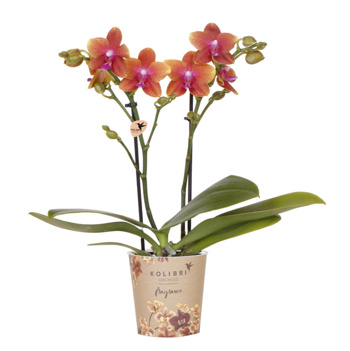 Oranje Phalaenopsis orchidee - Fragrance - potmaat Ø9cm | bloeiende kamerplant