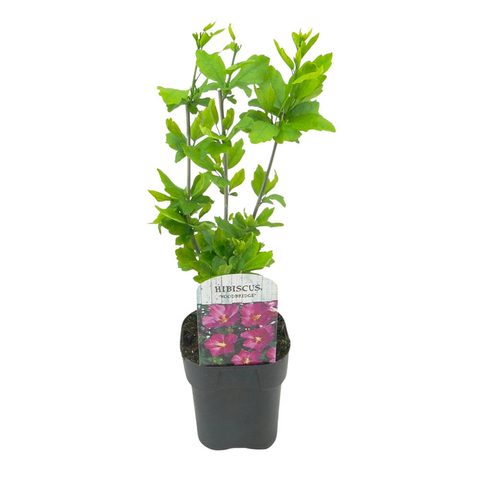 Heesters - Hibiscus syriacus Woodbridge - Bloem Roze - 1 Plant - Bladverliezend - Weinig Onderhoud - Pot 17cm Hoogte 45cm