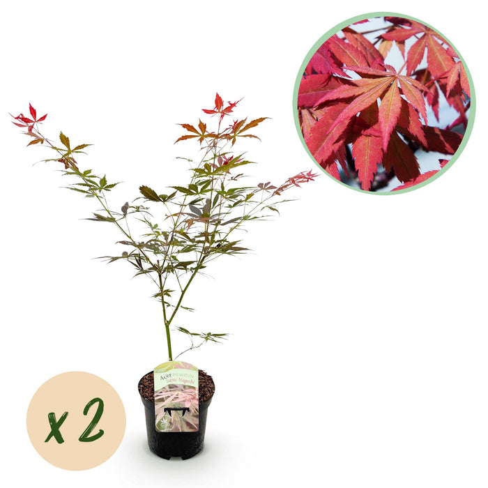Terrasplant - Japanse Esdoorn - Acer palmatum Sumi-nagashi - Rood - 2 Planten - Bladverliezend - ↕70cm - Ø19cm