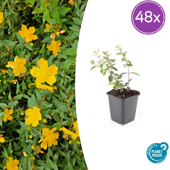 Hypericum dummeri 'Peter Dummer' - ↕10-25cm - Ø9cm - 48x