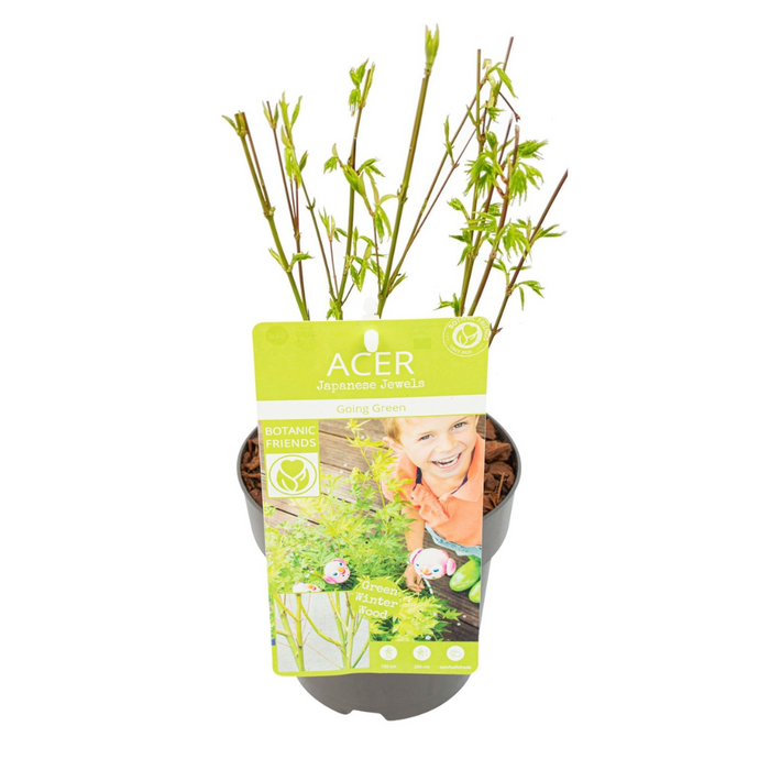 Acer Palmatum 'Going Green' - Japanse Esdoorn - ↕50cm - Ø15cm
