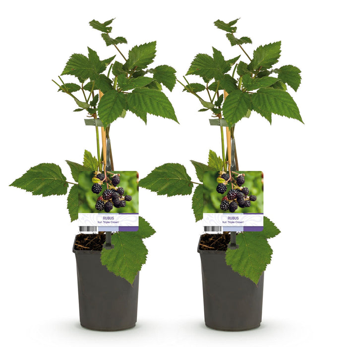 Fruitplant - Braam - Rubus fruticosus Triple Crown - Zwarte Braam - Doornloos - 2 planten -  Pot 11cm Hoogte 40cm