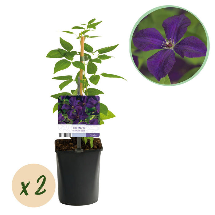 Clematis vit. Polish Spirit - Bosrank - Bloem Roze - ↕40cm - Ø11cm - 2x