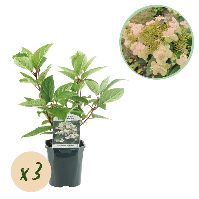 Pluim Hortensia - Hydrangea panniculata Wims Red - Bloem Wit Rood - 3 Planten - 1 m2 - Bladverliezend - Grote Bloemen - Pot 17cm Hoogte 50cm