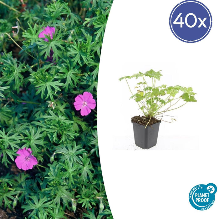 Geranium 'Tiny Monster' - ↕10-25cm - Ø9cm - 40x