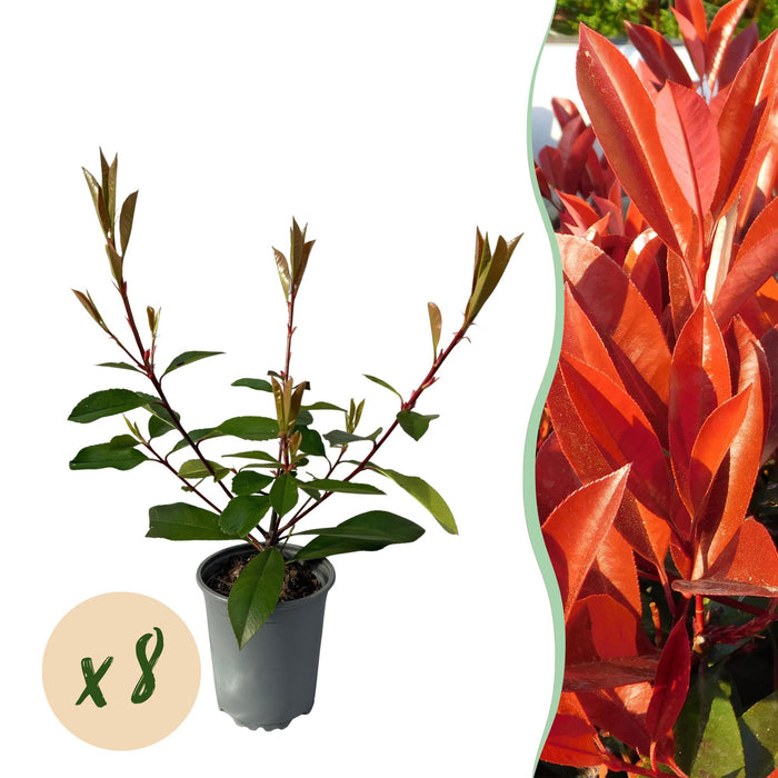 Haagplanten - Photinia fraseri Red Robin - blad rood groen - 8 planten - 1 strekkende meter - groenblijvend - pot 9cm hoogte 30-35cm