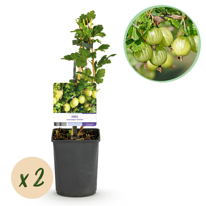 Fruitplant - Kruisbes - Ribes uva-crispa Invicta - Groene Bes - 2 planten - Pot 11cm Hoogte 40cm