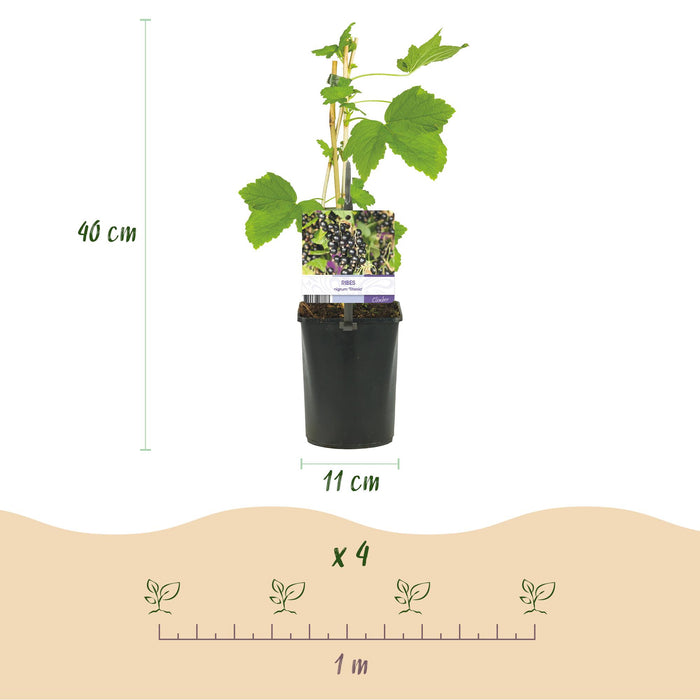 Fruitplant - Zwarte bes - Ribes nigrum Titania - Zwarte Bes - 2 planten -  Pot 11cm Hoogte 40cm