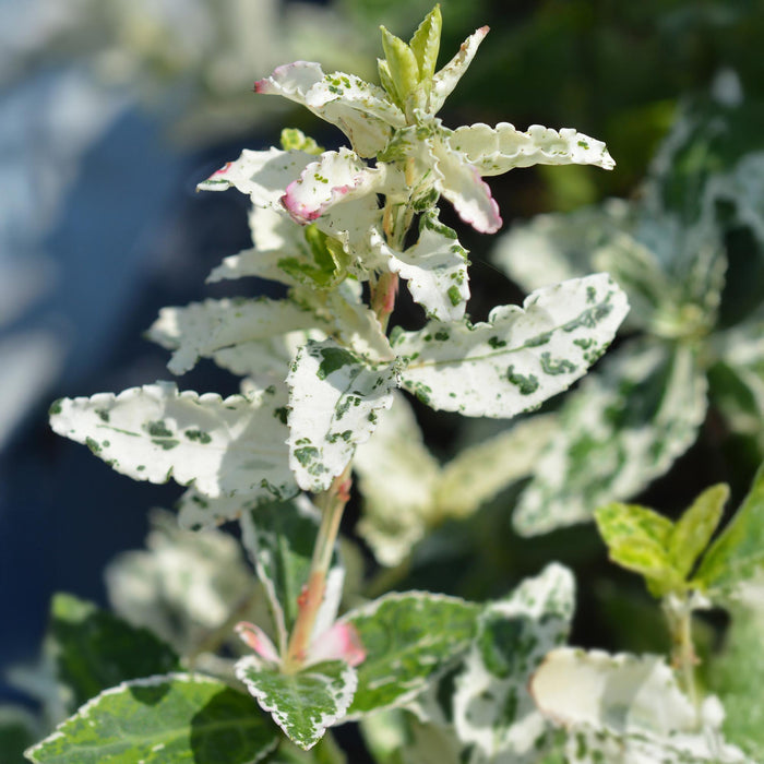 Tuinplant - Euonymus fortunei Harlequin - Plant op stam - Terras Plant - Bladhoudend - Weinig Onderhoud - Pot 19cm Hoogte 90cm