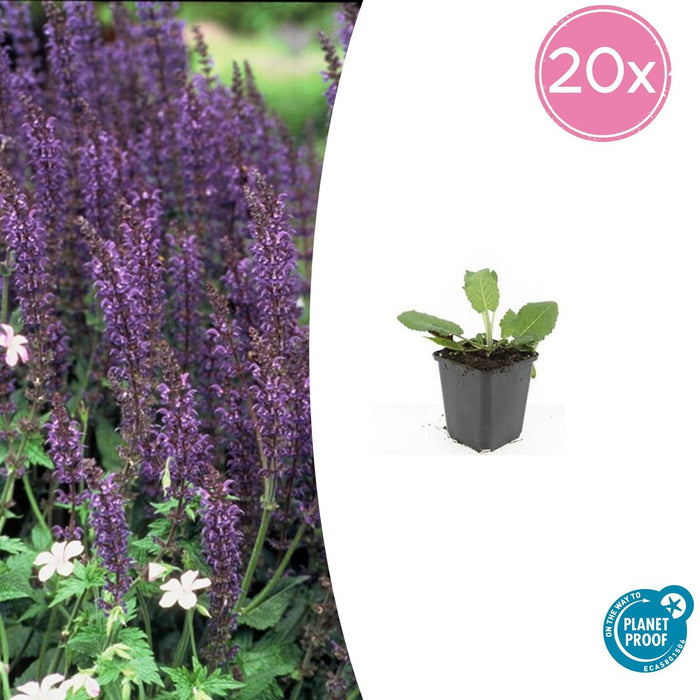 Salvia nemorosa 'Mainacht' - Bossalie - ↕10-25cm - Ø9cm - 20x