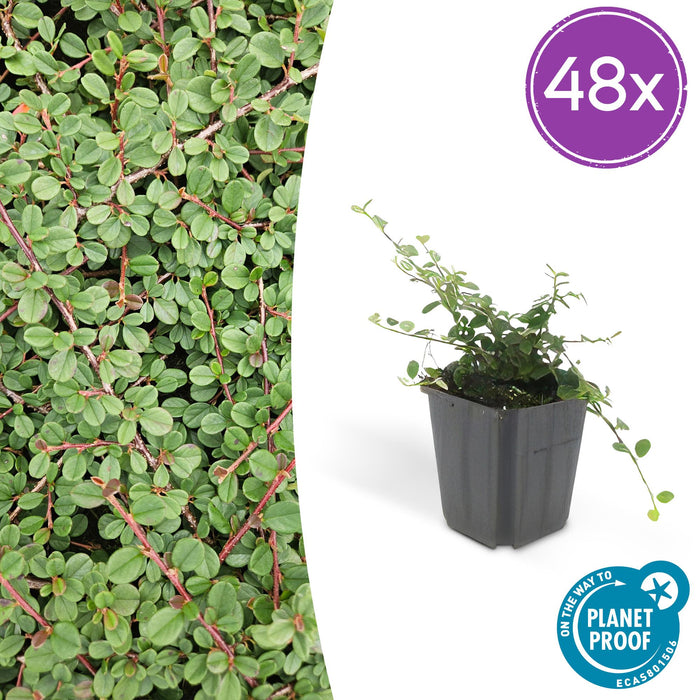 Cotoneaster pr. 'Queen of Carpets' - ↕10-25cm - Ø9cm - 48x