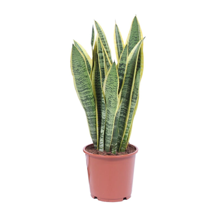 Sansevieria Trifasciata Laurentii - Vrouwentong - ↕40cm - Ø14cm