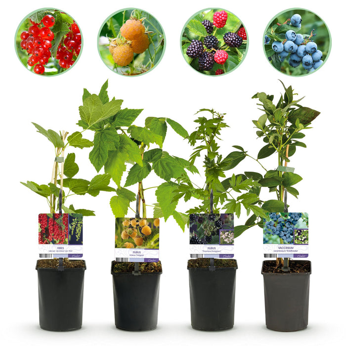Fruit planten mix - Rode Bes, Gele Framboos, Zwarte Braam, Blauwe bes - 4 planten - Pot 11cm Hoogte 40cm