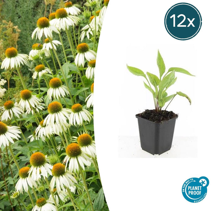Echinacea purpurea 'White Swan' - Zonnehoed - ↕10-25cm - Ø9cm - 12x