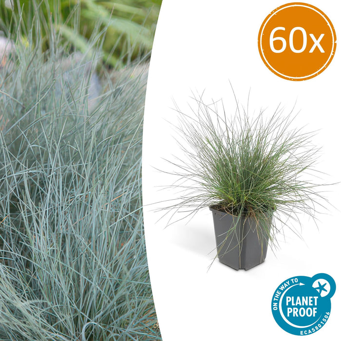 Festuca glauca 'Elijah Bleu' - Blauw Schapengras - ↕10-25cm - Ø9cm - 60x