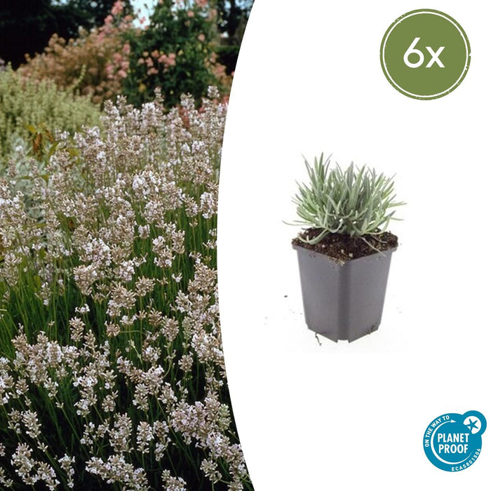 Lavandula intermedia 'Edelweiss' - ↕10-25cm - Ø9cm - 6x