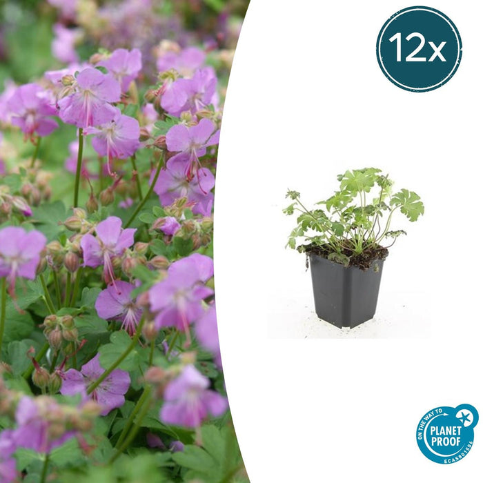Geranium cantabrigiense 'Cambridge' - ↕10-25cm - Ø9cm - 12x