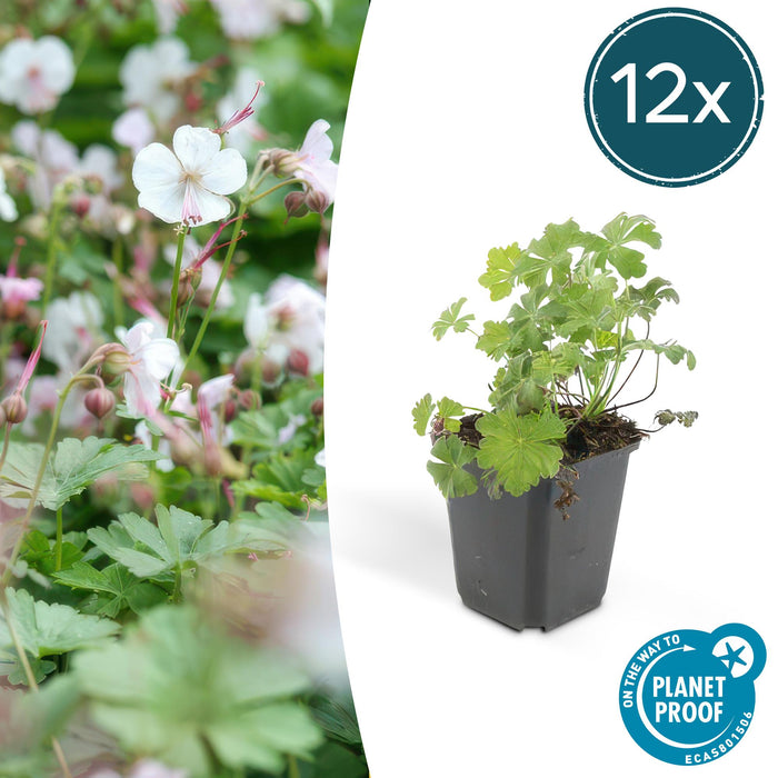 Geranium cantabrigiense 'Biokovo' - ↕10-25cm - Ø9cm - 12x