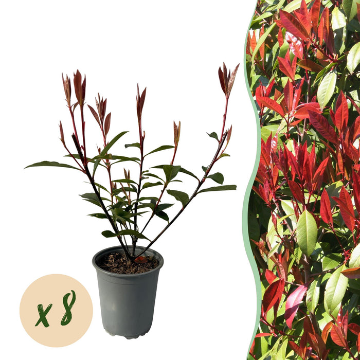 Haagplanten - Photinia fraseri Carre Rouge - blad rood groen - 8 planten - 1 strekkende meter - groenblijvend - pot 9cm hoogte 30-35cm