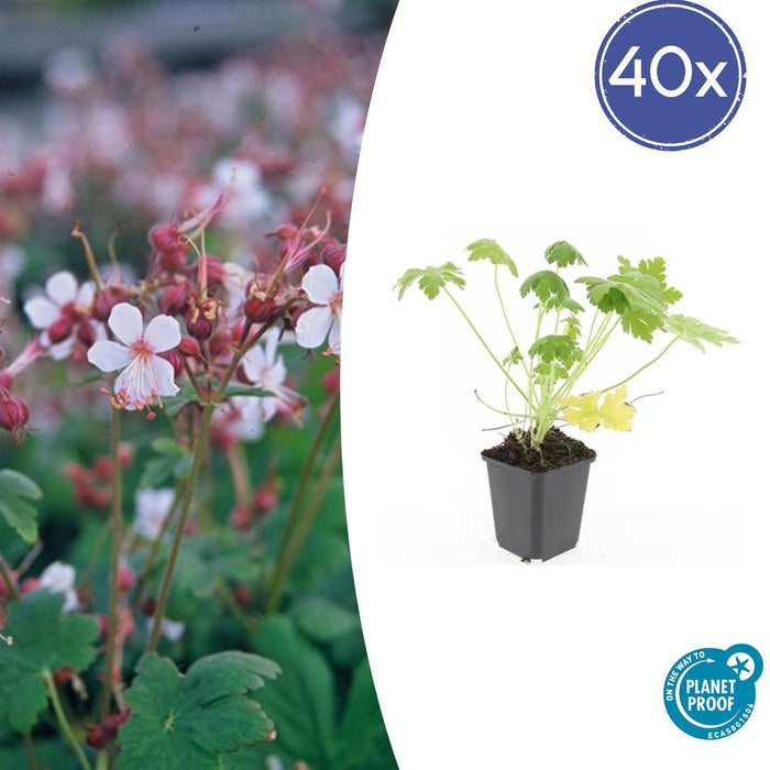 Geranium macrorrhizum 'Spessart' - ↕10-25cm - Ø9cm - 40x