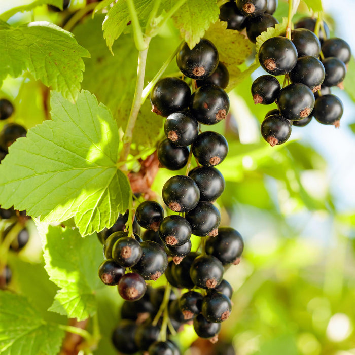 Fruitplant - Zwarte bes - Ribes nigrum Titania - Zwarte Bes - 2 planten -  Pot 11cm Hoogte 40cm