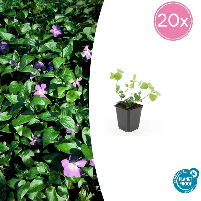 Vinca major - Grote Maagdenpalm - Bodembedekker - 20x - ↕10-25cm - Ø9cm