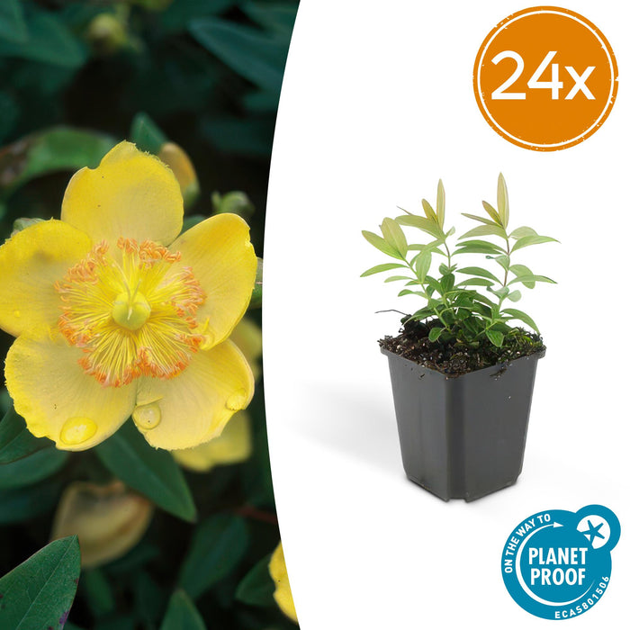 Hypericum calycinum - ↕10-25cm - Ø9cm - 24x
