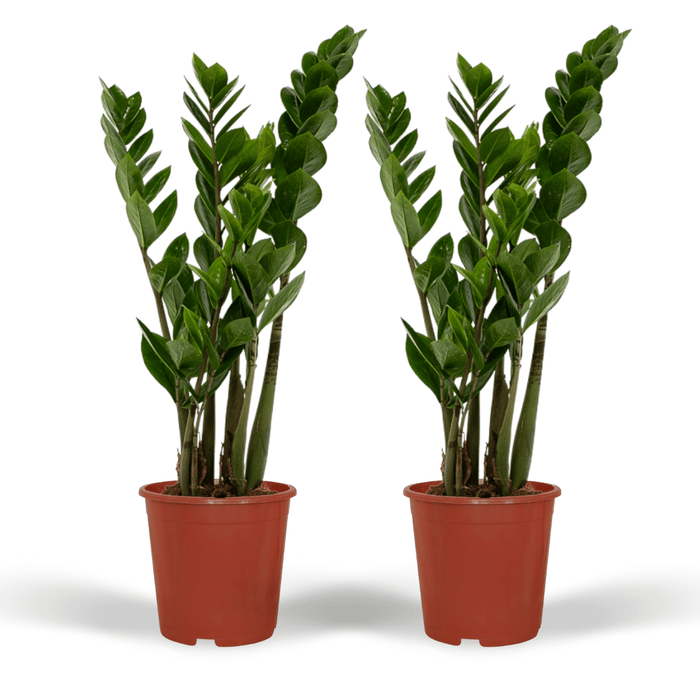 Zamioculcas Zamiifolia - ZZ Plant - ↕50cm - Ø14cm - 2x