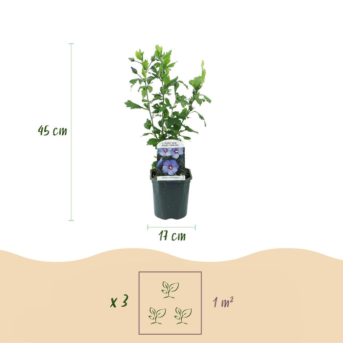 Heesters - Hibiscus syriacus Oiseau Blue - Bloem Blauw - 1 Plant - Bladverliezend - Weinig Onderhoud - Pot 17cm Hoogte 45cm